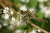 Gewone oeverlibel (Orthetrum cancellatum). Familie Korenbouten (Libellulidae). 