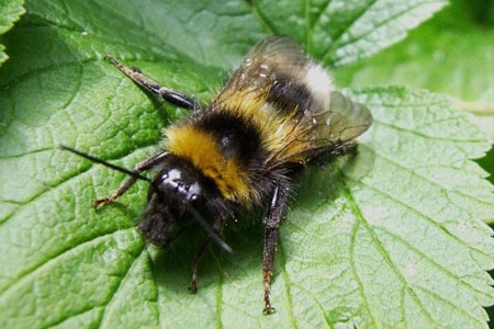 Large Earth Bumblebee, Buff-tailed Bumblebee (Bombus terrestris)