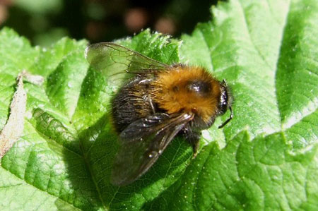 Common Carder Bee (Bombus pascuorum)