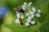 Andrena subopaca  Family Mining Bees (Andrenidae)