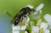 Andrena subopaca  Family Mining Bees (Andrenidae)