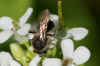 Andrena subopaca  Family Mining Bees (Andrenidae)