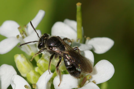 Andrena subopaca  Family Mining Bees (Andrenidae)