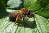 Andrena tibialis.Family Mining Bees (Andrenidae) female.