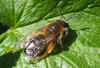 Andrena tibialis.Family Mining Bees (Andrenidae) female.