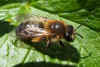 Andrena tibialis.Family Mining Bees (Andrenidae) female.