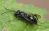 Auplopus carbonarius Family spider wasps (Pompilidae)