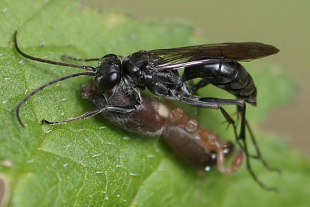 Auplopus carbonarius Family spider wasps (Pompilidae)