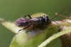 Auplopus carbonarius Family spider wasps (Pompilidae)