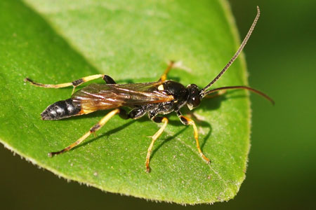 Ichneumon bucculentusIchneumon wasps (Ichneumonidae) 