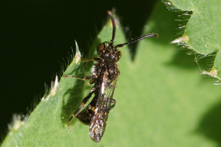 Nomada sheppardana. Subfamily Nomadinae. Family Apidae.