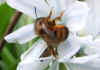 Red mason bee (Osmia rufa = Osmia bicornis).female Genus Osima. Subfamily leafcutter bees(Megachilinae). Family Megachilidae. 