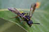 Tenthredo vespa Family Common sawflies (Tenthredinidae).