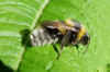 Garden Bumblebee (Bombus hortorum). male