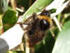 Bombus bohemicus (Probably, I am not quite sure)