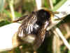 Bombus bohemicus (Probably, I am not quite sure)