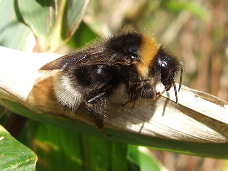 Bombus bohemicus (Probably, I am not quite sure)