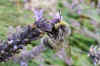 White-tailed bumblebee (Bombus lucorum)