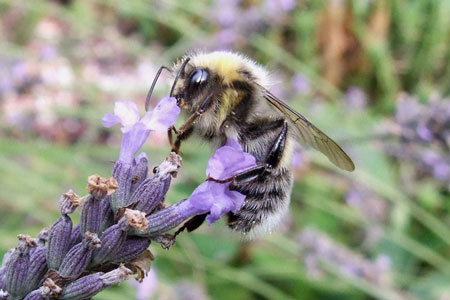 White-tailed bumblebee (Bombus lucorum)