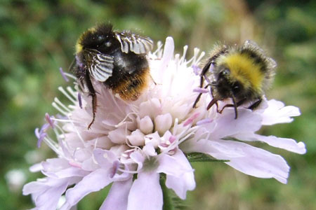 Early Bumblebee (Bombus pratorum)