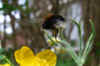 New garden bumblebee, tree bumblebee (Bombus hypnorum)