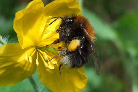 New garden bumblebee, tree bumblebee (Bombus hypnorum)