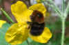 New garden bumblebee, tree bumblebee (Bombus hypnorum)