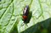 Eutomostethus ephippium. Family Common sawflies (Tenthredinidae).