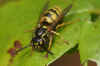 Common wasp (Vespula vulgaris). worker Family Social Wasps (Vespidae).