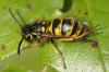 Common wasp (Vespula vulgaris). worker Family Social Wasps (Vespidae).