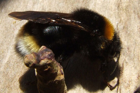 Vestal cuckoo bee (Bombus vestalis)