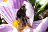 Red-tailed bumblebee (Bombus lapidarius)