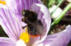 Red-tailed bumblebee (Bombus lapidarius)