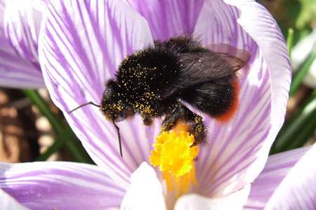 Red-tailed bumblebee (Bombus lapidarius)