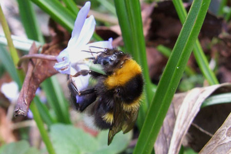 Garden Bumblebee (Bombus hortorum)