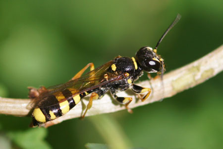 Field digger wasp (Mellinus arvensis). Family: Crabronidae.