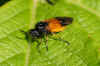 Bramble sawfly, Arge cyanocrocea 