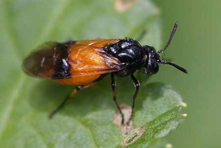 Bramble sawfly, Arge cyanocrocea 