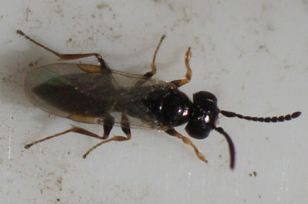 Anteon brachycerum. Family Dryinidae. female.