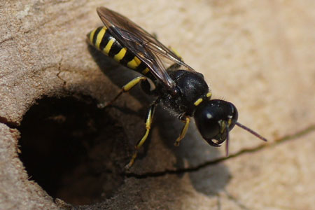 Ectemnius spec. Genus Ectemnius. Family: Crabronidae.