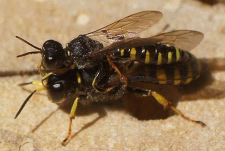 Ectemnius ruficornis. Genus Ectemnius. Family: Crabronidae.