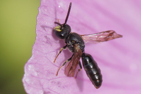 Hylaeus communis.male Subfamily: Hylaeinae. FamilyColletidae.