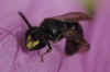 Hylaeus communis.male Subfamily: Hylaeinae. FamilyColletidae.