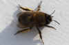 Hairy-Footed Flower Bee (Anthophora plumipes).female. Subfamily Apinae. Family Apidae.