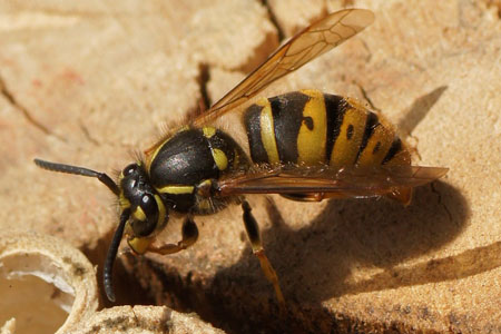 Common wasp (Vespula vulgaris). queen Family Social Wasps (Vespidae).