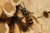 Common wasp (Vespula vulgaris). queen Family Social Wasps (Vespidae). 