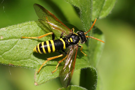 Figwort Sawfly (Tenthredo scrophulariae)  Family Common sawflies (Tenthredinidae).