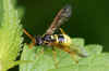 Figwort Sawfly (Tenthredo scrophulariae)  Family Common sawflies (Tenthredinidae).