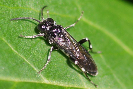 Macrophya ribis  Family Common sawflies (Tenthredinidae).