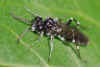 Macrophya ribis  Family Common sawflies (Tenthredinidae).